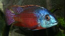 Protomelas taeniolatus boadzulu - Männchen WFNZ
