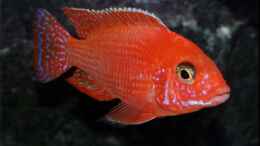 Foto mit Aulonocara firefish - Männchen