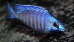 Foto mit Placidochromis electra - Männchen