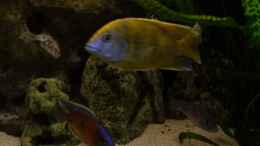 Foto mit Nimbochromis venustus Bock