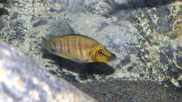 Foto mit Altolamprologus compressiceps Golden Head Weibchen