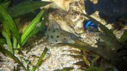 Foto mit Pseudotropheus demasoni 