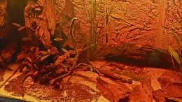 aquarium-von-niro-rio-napo-flussufer_Ausschnitt Baumstamm