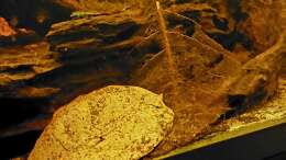aquarium-von-niro-rio-napo-flussufer_Seemandelbaumblatt nach 2 (links) und 4 (rechts) Wochen im A