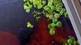 Foto mit Phyllanthus fluitans und Limnobium laevigatum