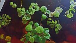 Foto mit Phyllanthus fluitans und Limnobium laevigatum