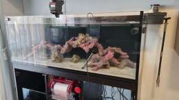 aquarium-von-the-lizardking-reef-dream_