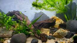 aquarium-von-okefenokee-loaches-again_04.03.2025