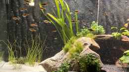 aquarium-von-boellerbl-unterwasserinsel_Nach 1 Woche… 