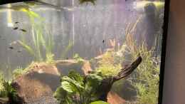 aquarium-von-boellerbl-unterwasserinsel_Bepflanzung und Besatz sind drin 