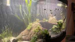 aquarium-von-boellerbl-unterwasserinsel_