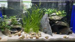aquarium-von-mamba-mein-tanganjikasee_