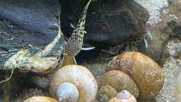 aquarium-von-mamba-mein-tanganjikasee_Synodontis lucipinnis