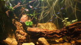 aquarium-von--mike--tank-blacky_2