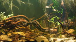 aquarium-von--mike--tank-blacky_3
