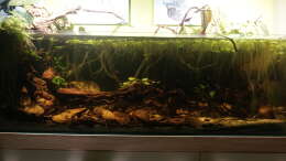 aquarium-von--mike--tank-blacky_4