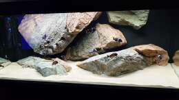 aquarium-von-leucki-tropheus-haus_
