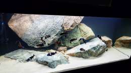 aquarium-von-leucki-tropheus-haus_