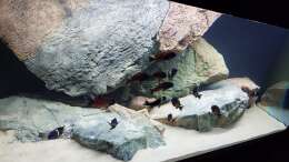 aquarium-von-leucki-tropheus-haus_