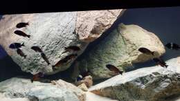 aquarium-von-leucki-tropheus-haus_