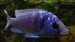 Foto mit Placidochromis sp. Phenochilus Tanzania - Männchen