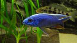 Foto mit Scianochromis fyeri - Männchen & Fossorochromis rostratus - Weibchen