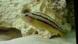 Foto mit Melanochromis Auratus weiblich