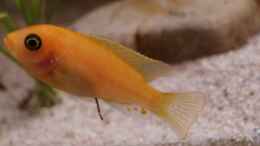 Foto mit Labidochromis sp. hongi