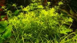 Foto mit Micranthemum micranthemoides