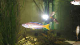 Foto mit Cyprichromis leptosoma -Bock