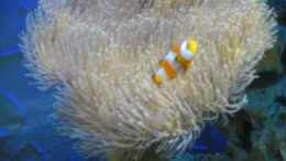 Foto mit Amphiprion ocellaris (Falscher Clown - Anemonenfisch)