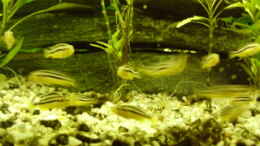 Foto mit 6 Jungfische Melanochromis Auratus