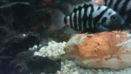 Foto mit Archocentrus nigrofasciatus Zebra-Buntbarsch (Süd & Mittelamerika)_2x