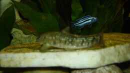 Foto mit Melanochromis maingano