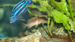 Foto mit Melanochromis cyaneorhabdos Männchen und Pseudotropheus sp. Polit