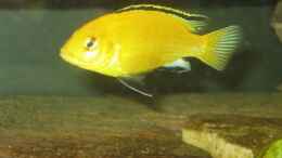 Foto mit Labidochromis caeruleus Yellow Männchen