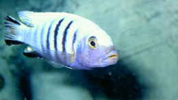 Foto mit Pseudotropheus kinsizei maingano ( von nah )