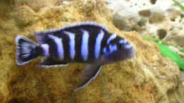Foto mit Pseudotropheus demasoni Männchen