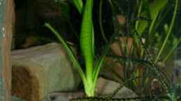 Foto mit Crinum thaianum links