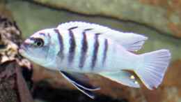 Foto mit Cynotilapia Gallireya Reef male
