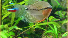 Foto mit Mosaikfadenfisch (altes Bild)