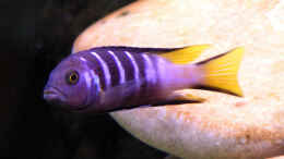 Foto mit Pseudotropheus sp. Elongatus Mpanga, m 26.09.08
