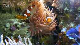 Foto mit Amphiprion ocellaris - Falscher Clown - Anemonenfisch - mit Laich