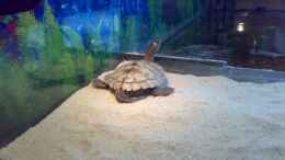 Foto mit Mississippi Flussschildkröte beim Sonnen