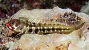 Acanthemblemaria balanorum im Aquarium halten