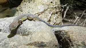 Acanthodactylus boskianus im Terrarium halten