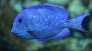 Acanthurus coeruleus im Aquarium halten