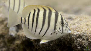 Acanthurus polyzona im Aquarium halten
