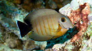 Acanthurus tristis im Aquarium halten