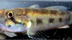 Acentrogobius viridipunctatus im Aquarium halten